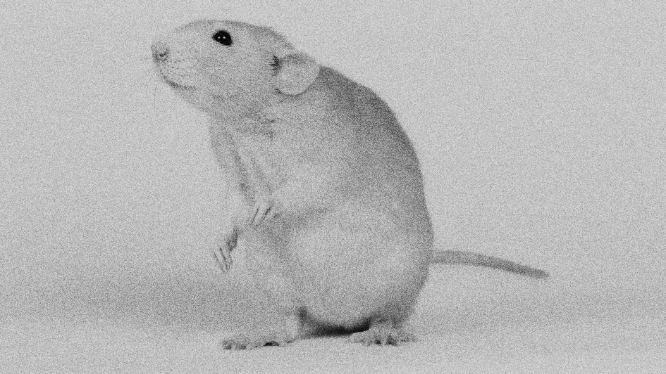 4- Hayvan Laboratuvarları